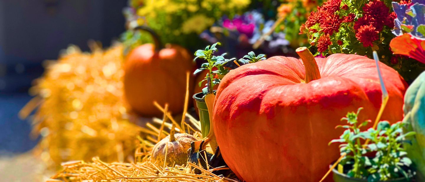 Pumpkins and fall flowers arranged on straw bales at Ford House, highlighting the launch of Fall Menus at The Continental.