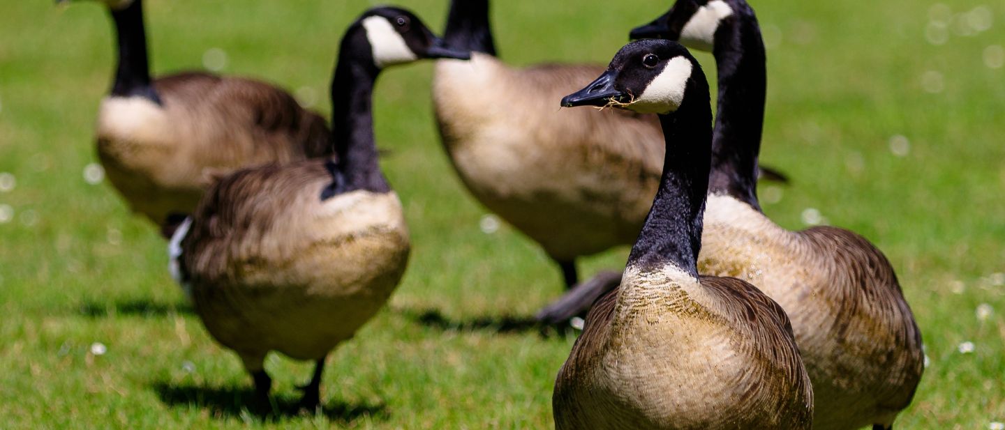 A group of Canada geese walking across the sunlit lawn at Ford House, captured in sharp detail against the green grass.