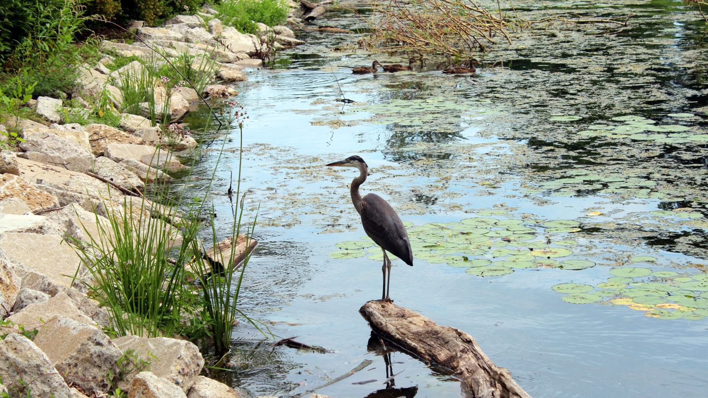 A heron stands on a log along the edge of Bird Island at Ford House, surrounded by lily pads, reeds, and still water.