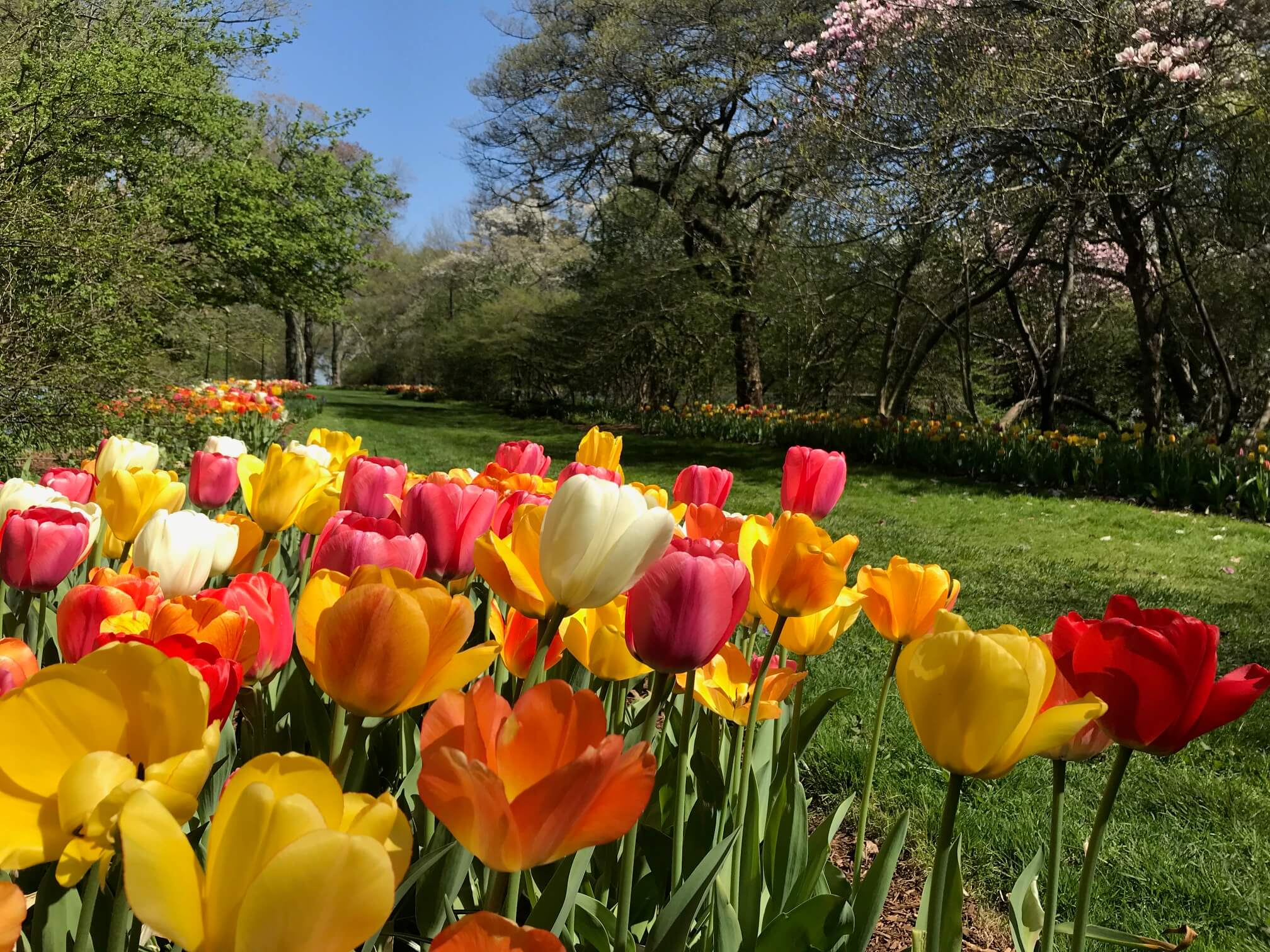 Brightly colored tulips in bloom along Flower Lane on the grounds at Ford House, surrounded by budding trees and spring greenery.