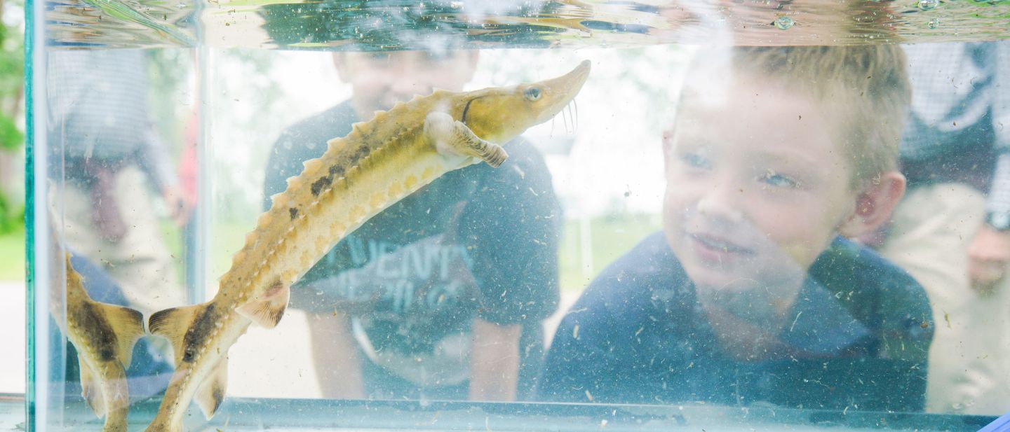 Young boy watches a live sturgeon swim in a tank at Lake Fest at Ford House, an educational event about local lake wildlife.