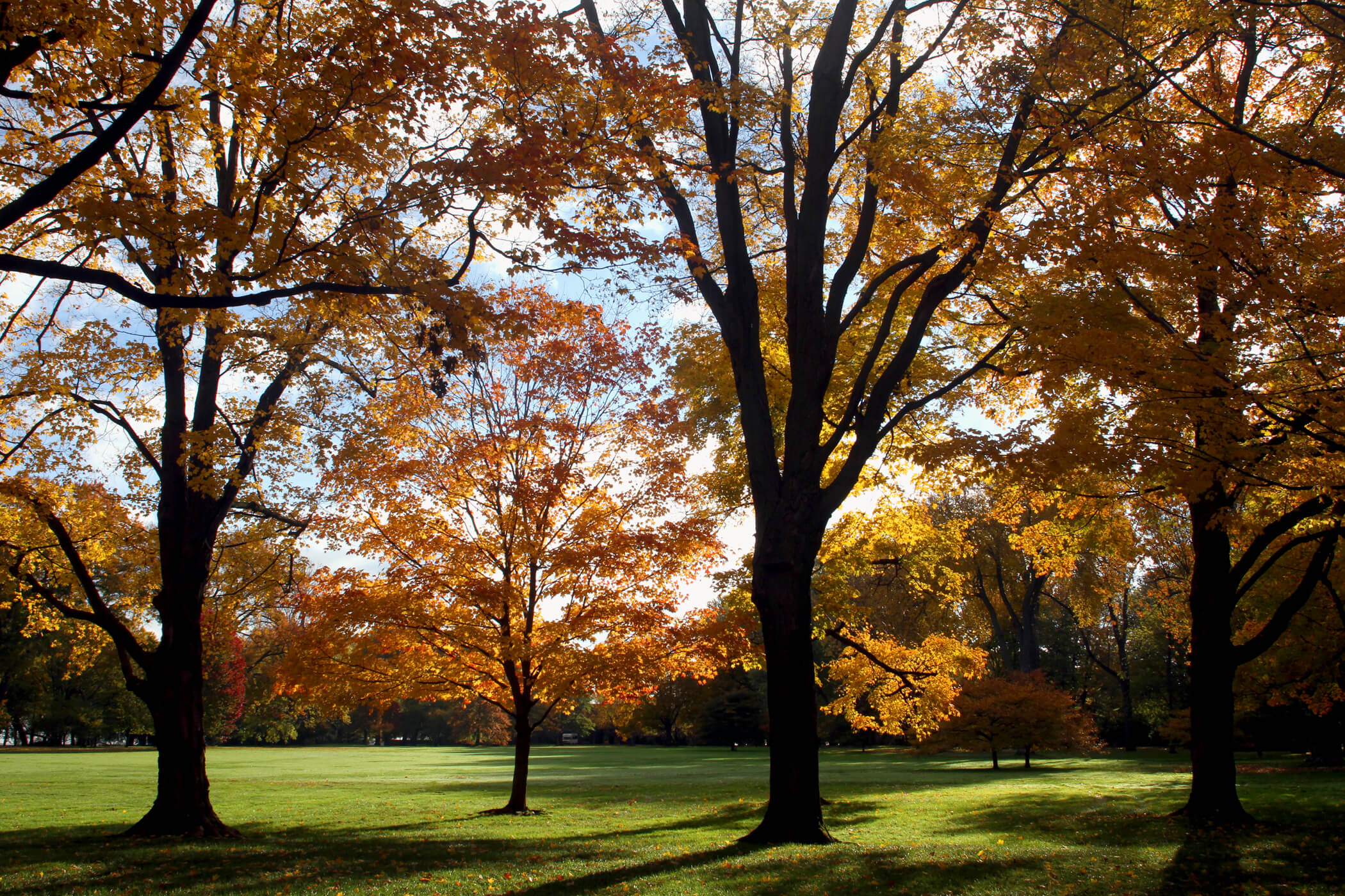 Golden and amber fall foliage on mature trees lining the Meadow at Ford House, with afternoon sunlight casting long shadows across the lawn.
