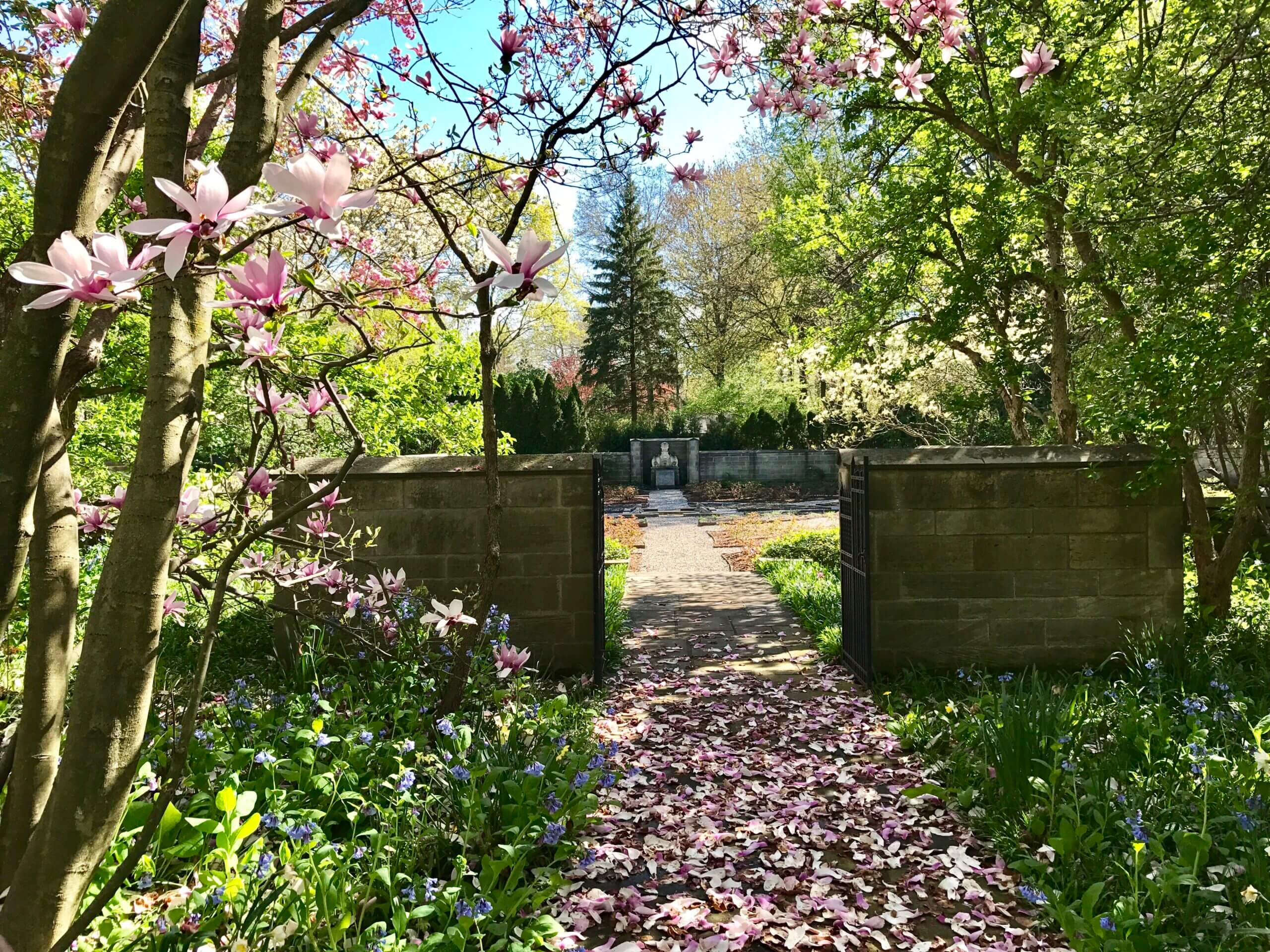 Pink magnolia blossoms line the entrance path to the Formal Garden on the grounds at Ford House, with spring flowers and a fountain beyond stone walls.