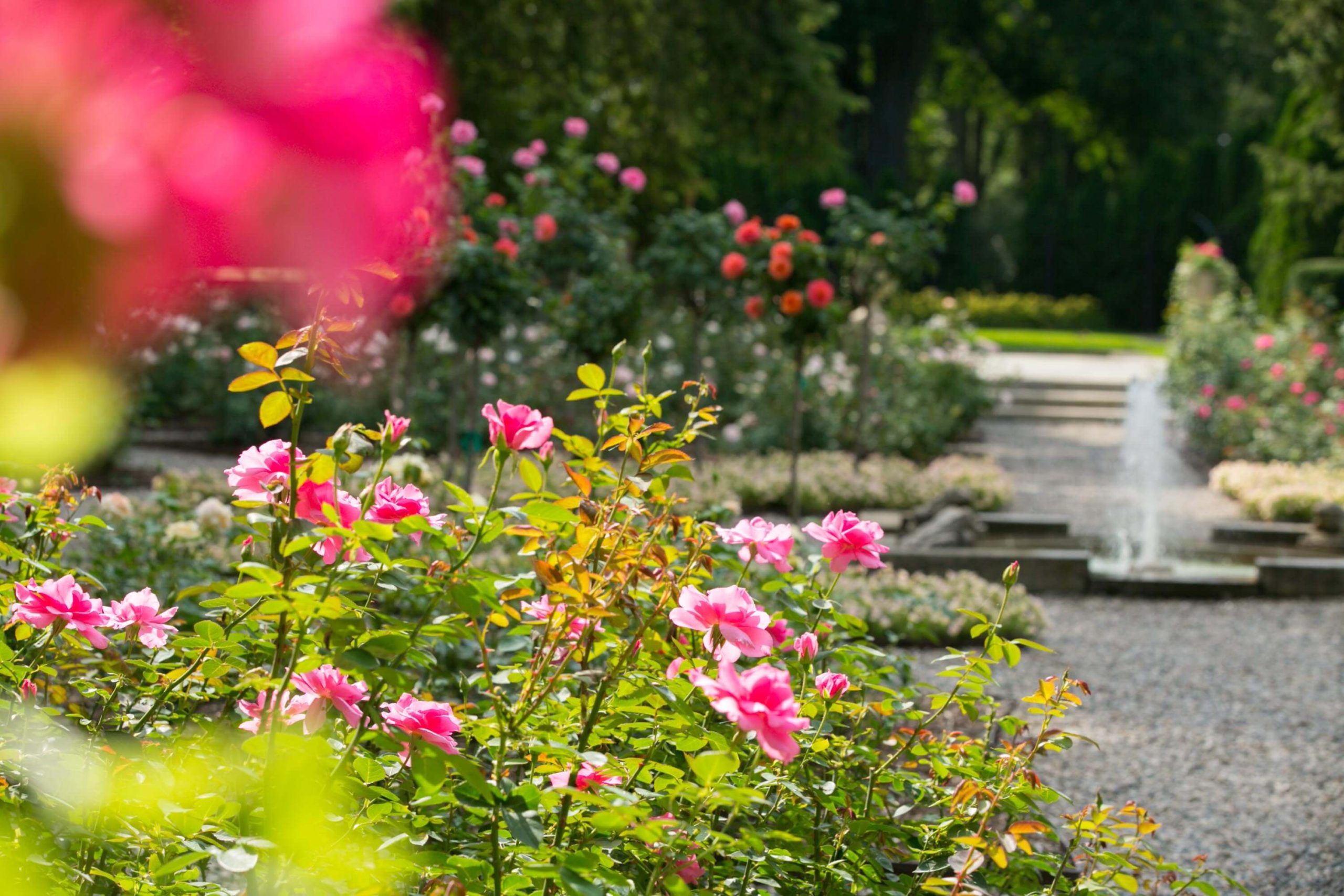 Pink and coral roses bloom beside a gravel path and fountain in the Rose Garden on the grounds at Ford House.