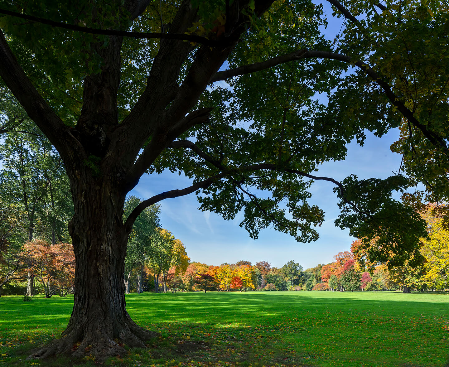 A large shade tree frames the expansive Meadow on the grounds at Ford House, with colorful autumn trees lining the horizon.