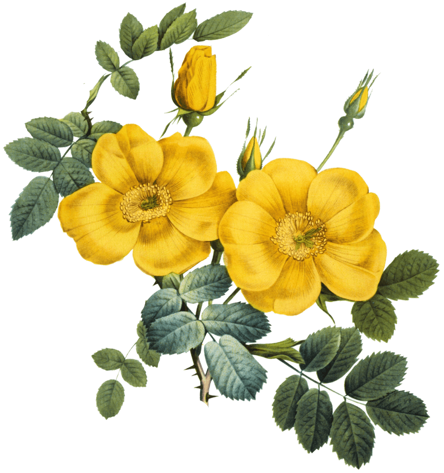 yellow flowers