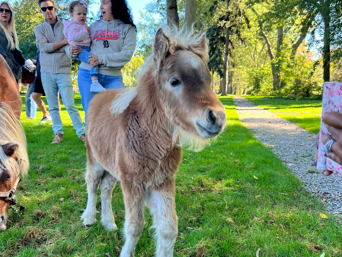 Close-up of a fluffy miniature horse with guests smiling in the background at Harvest Day.