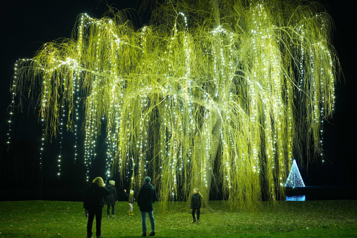 Guests admire a large willow tree draped in cascading white holiday lights during Home for the Holidays at Ford House.