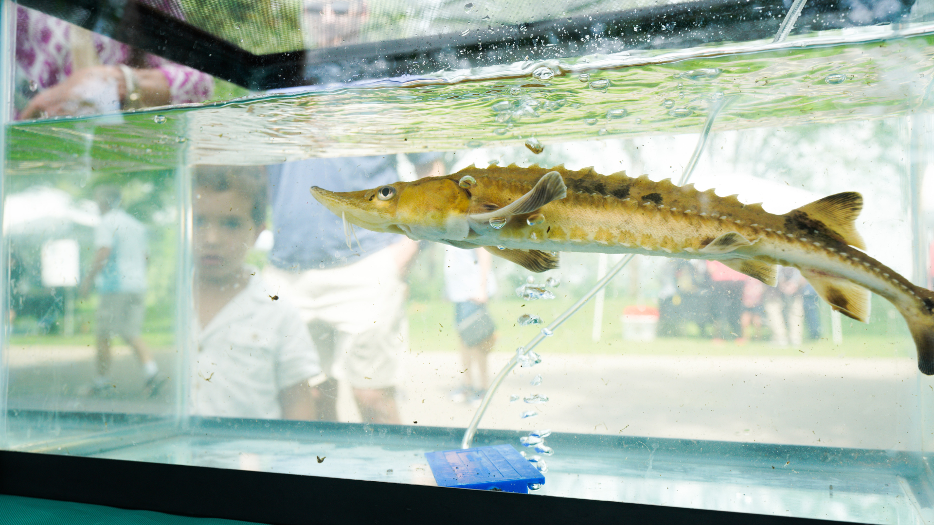 A sturgeon swims inside a clear aquarium tank with a young boy looking on in fascination through the glass.
