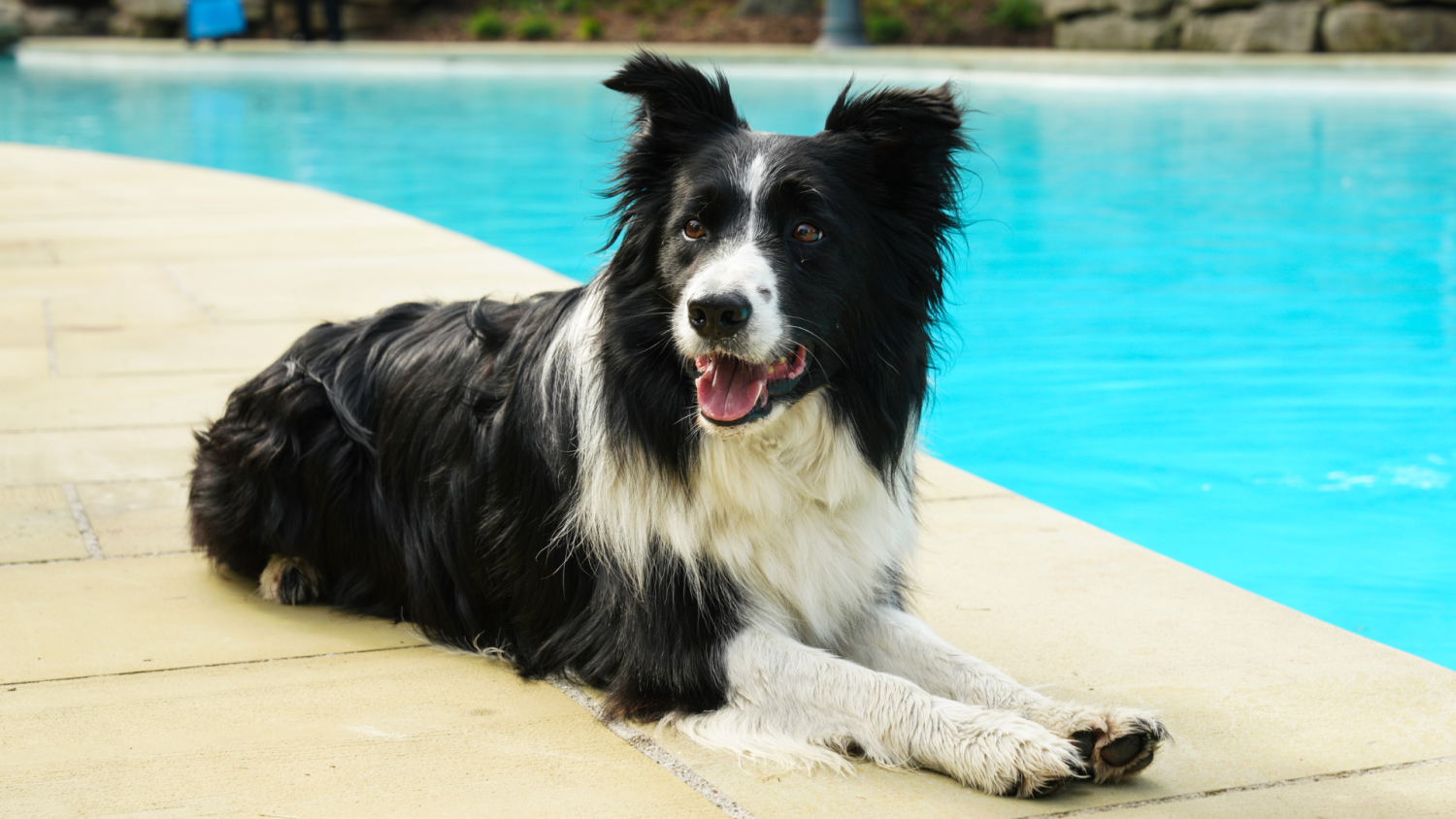Moss, a black and white border collie, lying beside the turquoise pool at Ford House, looking alert and content after goose-patrolling the estate.