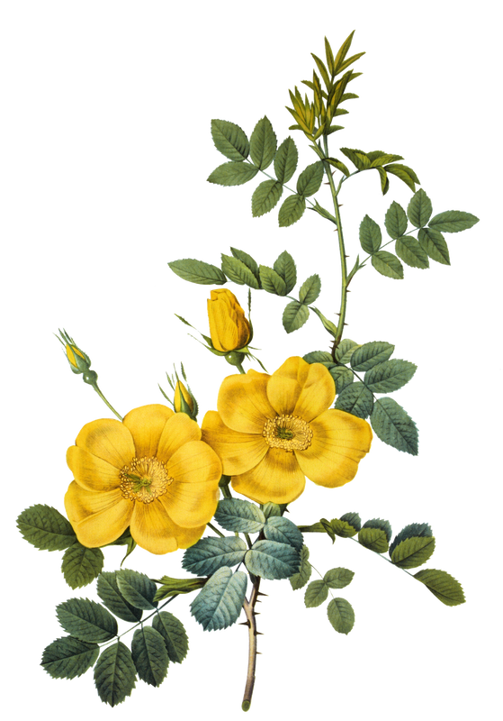 yellow flowers